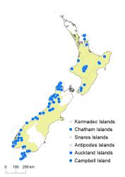 Schizaea australis distribution map based on databased records at AK, CHR and WELT.
 Image: K. Boardman © Landcare Research 2014 